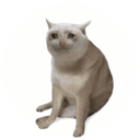 CASHCAT